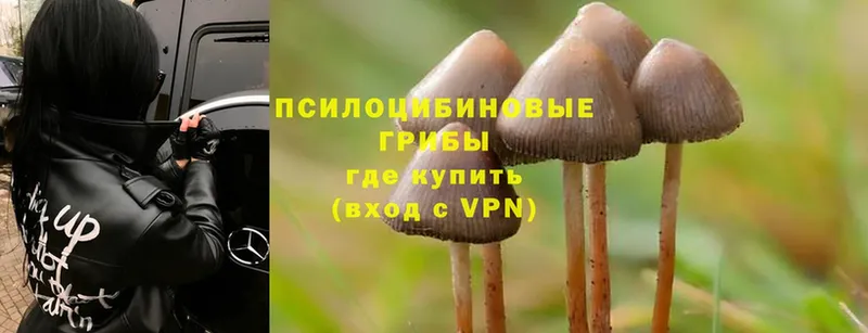 shop какой сайт  Североуральск  Псилоцибиновые грибы Cubensis 